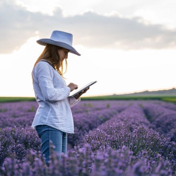 SM, MS of a Confident Business Farmer Woman Examining Harvest in an Organic Lavender Farm on a Brightly Lit Day. Dressed in White Clothes and White Cowboy Hat. A Young Cheerful Entrepreneur Outdoors.